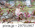 桜 29701967