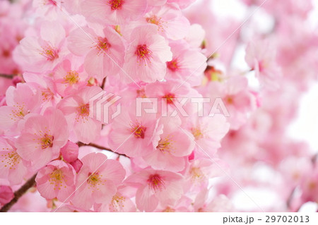 咲き始めのピンクの桜２ 29702013