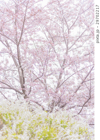 桜 29702217