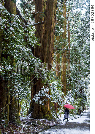 白山老杉のパワー 29702394