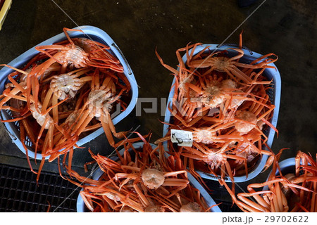 ベニズワイガニの出荷 29702622