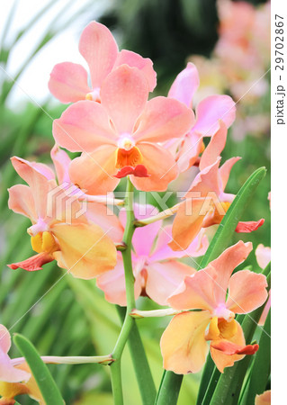Closed up Pink Orchid in the garden Closed up Pink Orchid in the garden 29702867