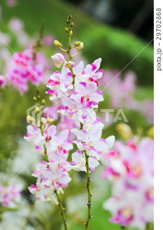 Closed up pink and white orchid in the garden Closed up pink and white orchid in the garden 29702868