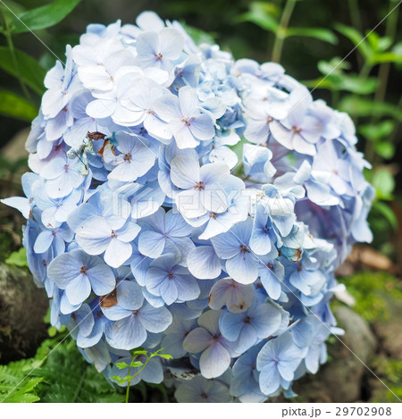 紫陽花 アジサイ あじさい 29702908