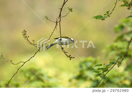 鳥 分枝 枝 29702980