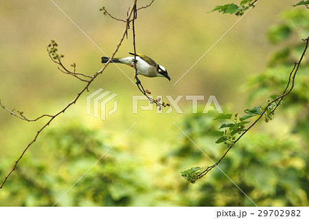 鳥 分枝 枝 29702982