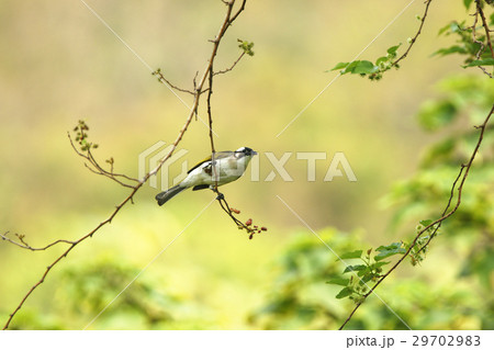 オキナグサ おきなぐさ 西洋翁草 29702983
