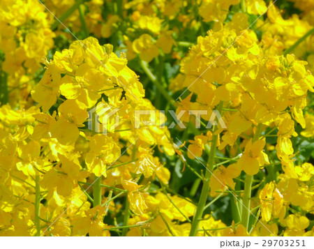 あわじ花さじき　菜の花 29703251