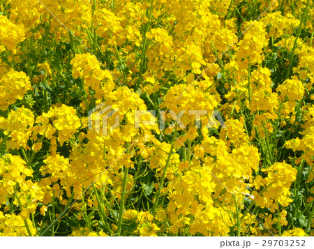あわじ花さじき　菜の花 29703252