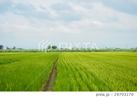 たんぼ 田んぼ 田圃 29703270
