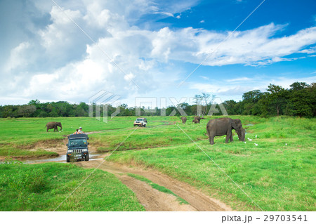 Minneriya, Sri Lanka 29703541