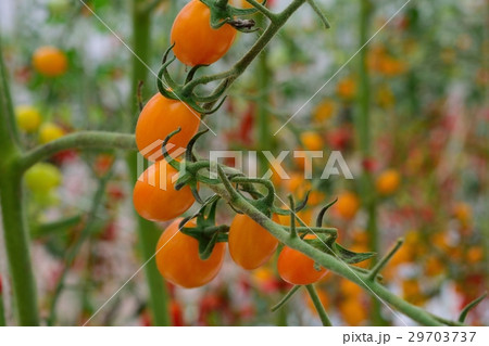 Yellow tomatos closup in the greenhouse farm ,ago  29703737
