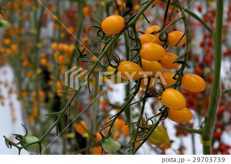 Yellow tomatos closup in the greenhouse farm ,ago  29703739