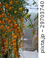 Yellow tomatos closup in the greenhouse farm ,ago  29703740