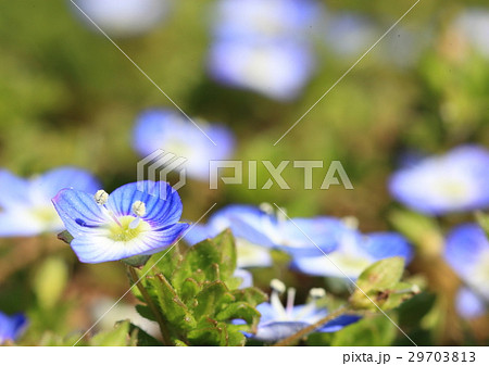 オオイヌフグリ 29703813