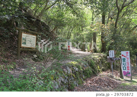 鎌掛谷ほんしゃくなげ群落 29703872