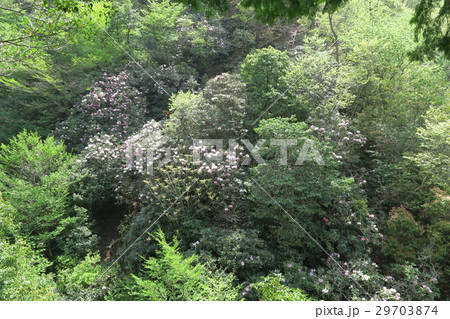 鎌掛谷ほんしゃくなげ群落 29703874