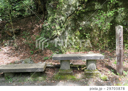 鎌掛谷ほんしゃくなげ群落 29703878