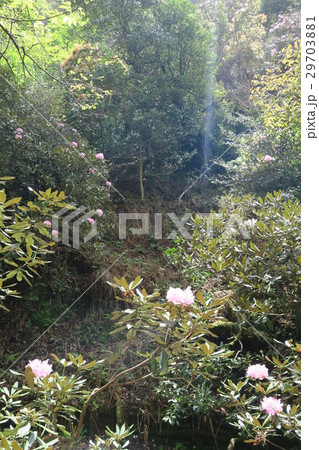 鎌掛谷ほんしゃくなげ群落 29703881