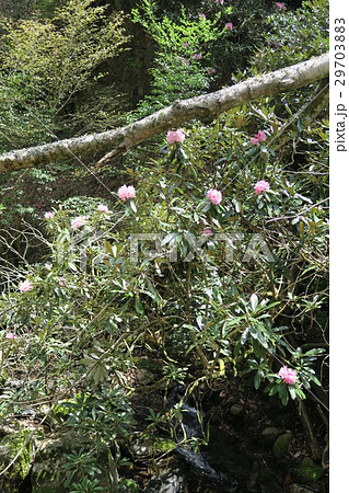 鎌掛谷ほんしゃくなげ群落 29703883