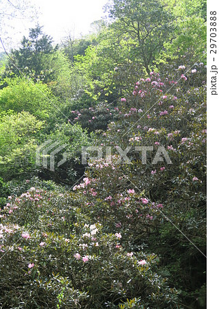 鎌掛谷ほんしゃくなげ群落 鎌掛谷ほんしゃくなげ群落 29703888