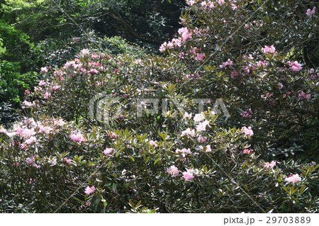 鎌掛谷ほんしゃくなげ群落 29703889