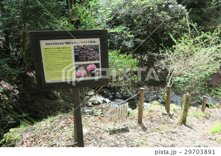 鎌掛谷ほんしゃくなげ群落 29703891