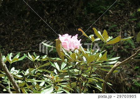 鎌掛谷ほんしゃくなげ群落 29703905