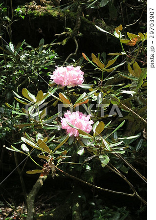 鎌掛谷ほんしゃくなげ群落 29703907