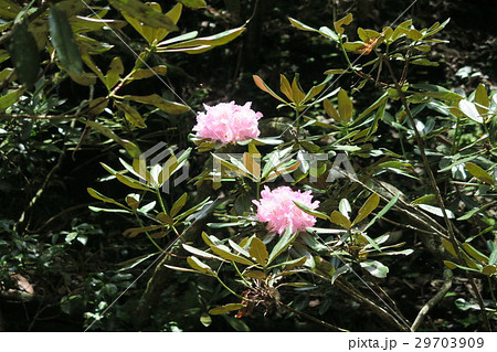 鎌掛谷ほんしゃくなげ群落 鎌掛谷ほんしゃくなげ群落 29703909