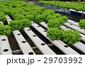 green vegetables at the hydroponics farm , new sys 29703992