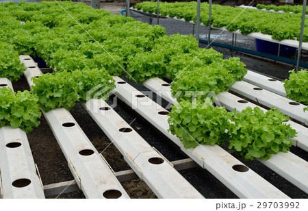 green vegetables at the hydroponics farm , new sys 29703992