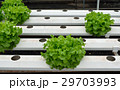 green vegetables at the hydroponics farm , new sys 29703993
