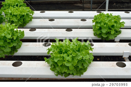 green vegetables at the hydroponics farm , new sys 29703993