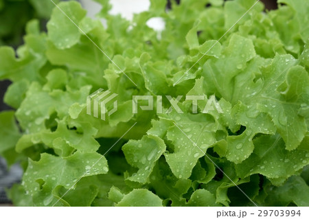 green vegetables at the hydroponics farm , new sys 29703994