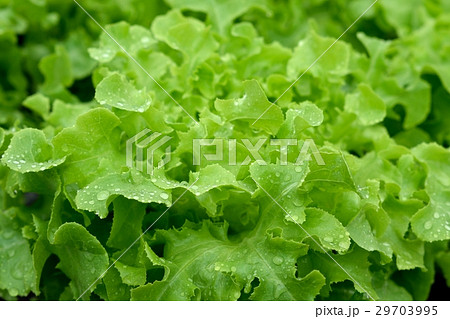 green vegetables at the hydroponics farm , new sys 29703995