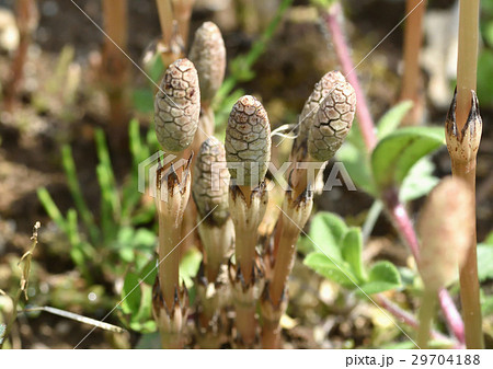 つくし つくし 29704188