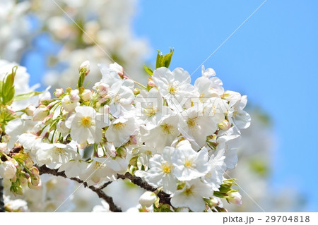 満開の天城吉野桜 満開の天城吉野桜 29704818