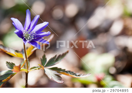 キクザキイチゲ 29704895