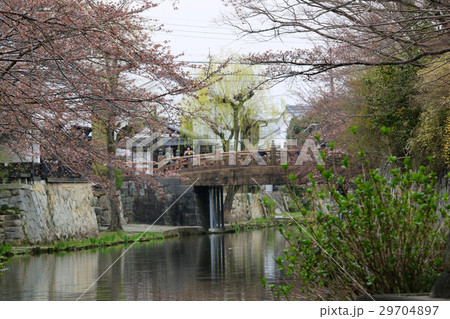 水郷めぐりと桜の花(滋賀県) 水郷めぐりと桜の花(滋賀県) 29704897