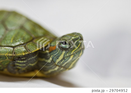 Baby tortoise closeup. 29704952