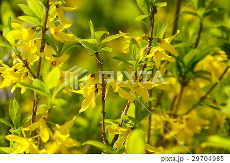 レンギョウにツマグロオオヨコバイ 29704985