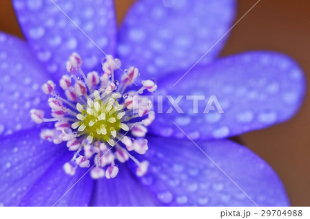 Spring flower.irst small flowers Hepatica. 29704988
