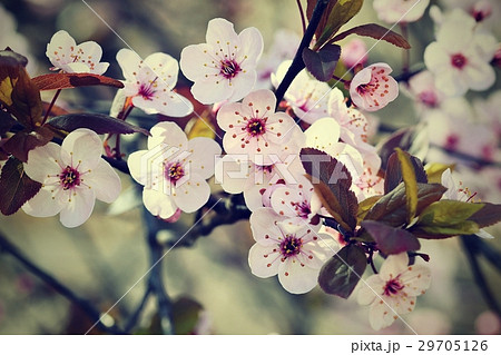 Spring background. Japanese cherry-Sakura. Flowers Spring background. Japanese cherry-Sakura. Flowers 29705126
