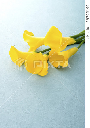 黄色いカラー 29706190