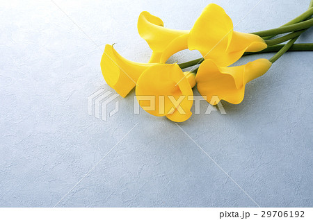 黄色いカラー 黄色いカラー 29706192