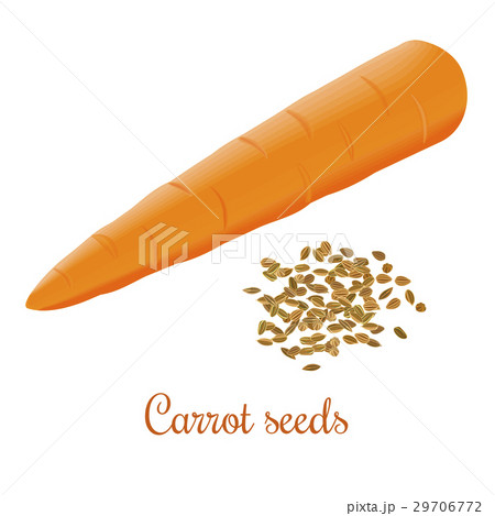 Carrot seeds and fresh juicy carrot Carrot seeds and fresh juicy carrot 29706772