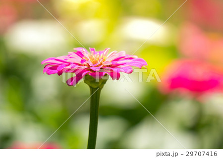 Zinnia elegans or Classic Zinnia flower in garden 29707416