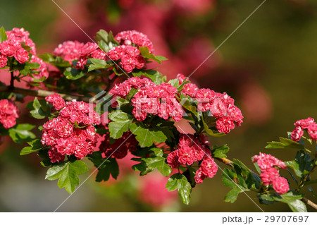 Flowers pink hawthorn. Tree pink hawthorn Flowers pink hawthorn. Tree pink hawthorn 29707697