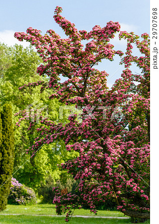 Flowers pink hawthorn. Tree pink hawthorn Flowers pink hawthorn. Tree pink hawthorn 29707698